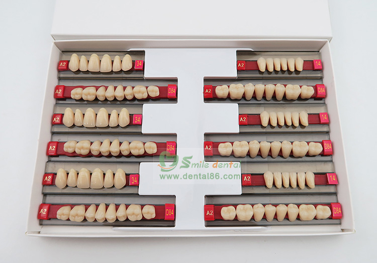 SCS Three layer Synthetic Resin Teeth